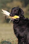 Flat Coated Retriever Portrait