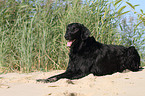 liegender Flat Coated Retriever