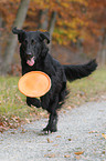 spielender Flat Coated Retriever