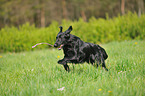 spielender Flat Coated Retriever