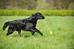 spielender Flat Coated Retriever