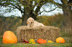 Flat Coated Retriever Welpe