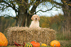 Flat Coated Retriever Welpe