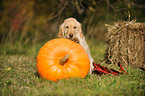 Flat Coated Retriever Welpe