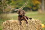 Flat Coated Retriever Welpe