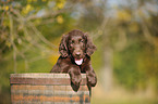 Flat Coated Retriever Welpe