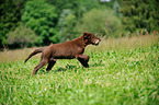 junger Flat Coated Retriever