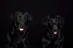 2 Flat Coated Retriever