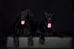 2 Flat Coated Retriever