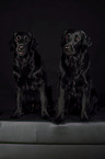 2 Flat Coated Retriever