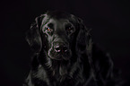 Flat Coated Retriever Portrait