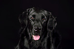 Flat Coated Retriever Portrait