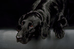 Flat Coated Retriever Portrait