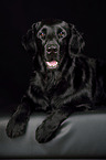 liegender Flat Coated Retriever