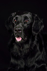 Flat Coated Retriever Portrait