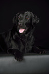 liegender Flat Coated Retriever