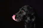 Flat Coated Retriever Portrait