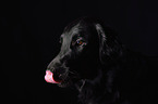 Flat Coated Retriever Portrait