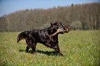 apportierender Flat Coated Retriever