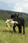 Flat Coated Retriever Welpe