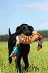 Flat Coated Retriever Welpe