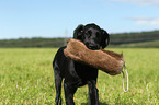 Flat Coated Retriever Welpe