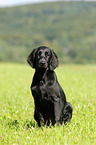 Flat Coated Retriever Welpe