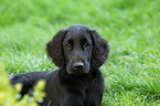 Flat Coated Retriever Welpe