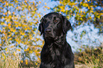 Flat Coated Retriever Portrait