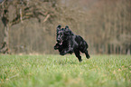 rennender Flat Coated Retriever