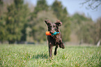 apportierender Flat Coated Retriever