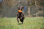 spielender Flat Coated Retriever