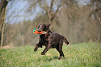 apportierender Flat Coated Retriever