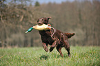 apportierender Flat Coated Retriever