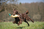 apportierender Flat Coated Retriever