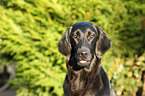Flat Coated Retriever Portrait