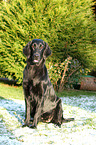 sitzender Flat Coated Retriever