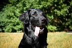 Flat Coated Retriever Portrait