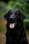 Flat Coated Retriever Portrait