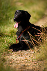 liegender Flat Coated Retriever