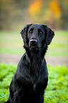 Flat Coated Retriever Portrait