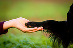 Flat Coated Retriever