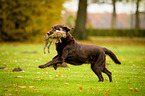 Flat Coated Retriever apportiert Hasen