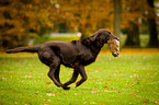 Flat Coated Retriever apportiert Hasen