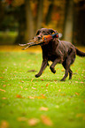 Flat Coated Retriever apportiert Fasan