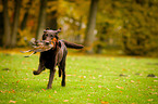 Flat Coated Retriever apportiert Fasan