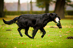 Flat Coated Retriever auf Entenjagd