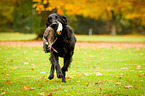 Flat Coated Retriever apportiert Hasen