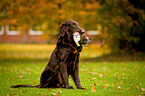 Flat Coated Retriever auf Entenjagd