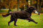 Flat Coated Retriever auf Entenjagd